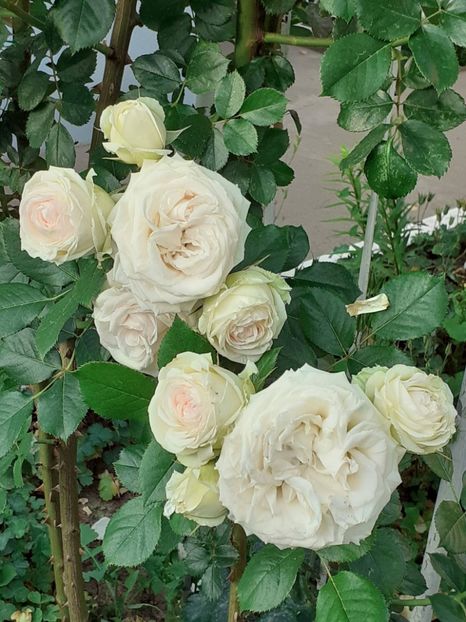  - Palais Royale 2022 - 2023-2024