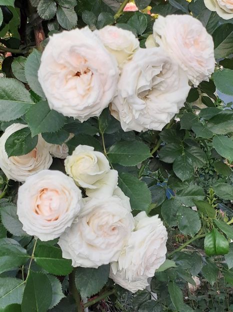  - Palais Royale 2022 - 2023-2024