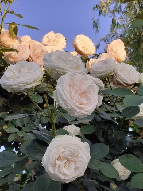  - Palais Royale 2022 - 2023-2024