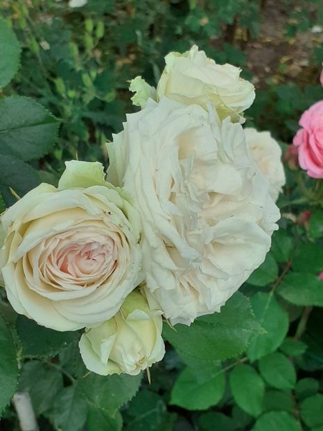  - Palais Royale 2022 - 2023-2024