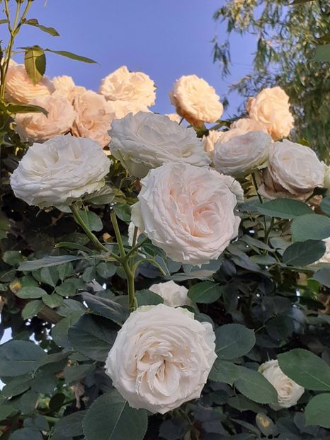  - Palais Royale 2022 - 2023-2024