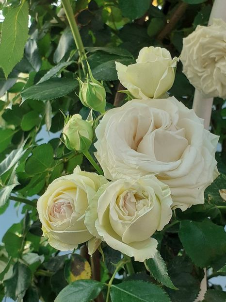  - Palais Royale 2022 - 2023-2024