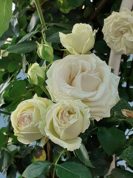  - Palais Royale 2022 - 2023-2024