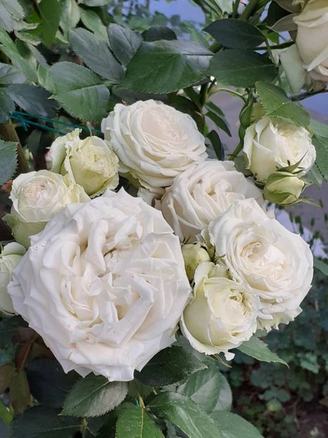  - Palais Royale 2022 - 2023-2024