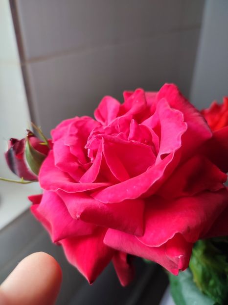 Necunoscut! - My mother s flowers