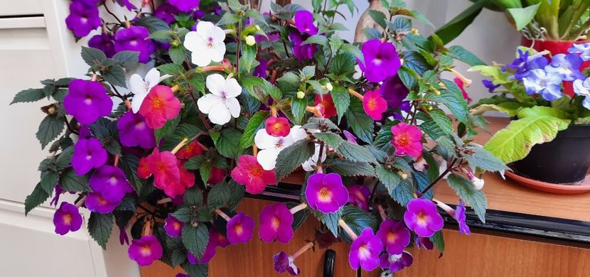 Tot mai frumosi ❤️ - 13 Achimenes 2022