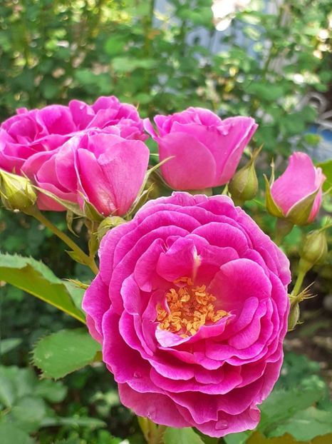  - Minerva 2021 - 2022