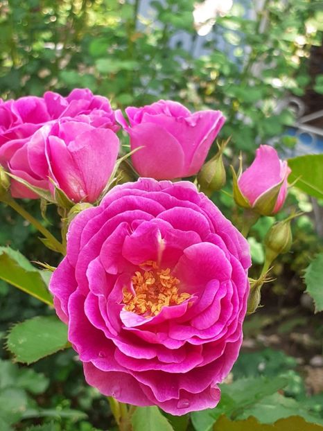  - Minerva 2021 - 2022