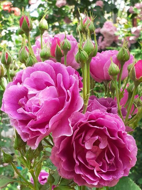  - Minerva 2021 - 2022