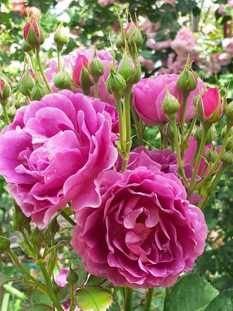  - Minerva 2021 - 2022