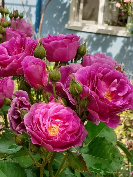  - Minerva 2021 - 2022