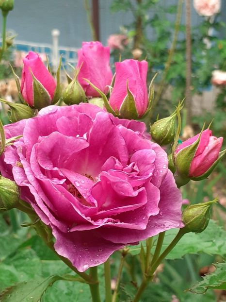  - Minerva 2021 - 2022