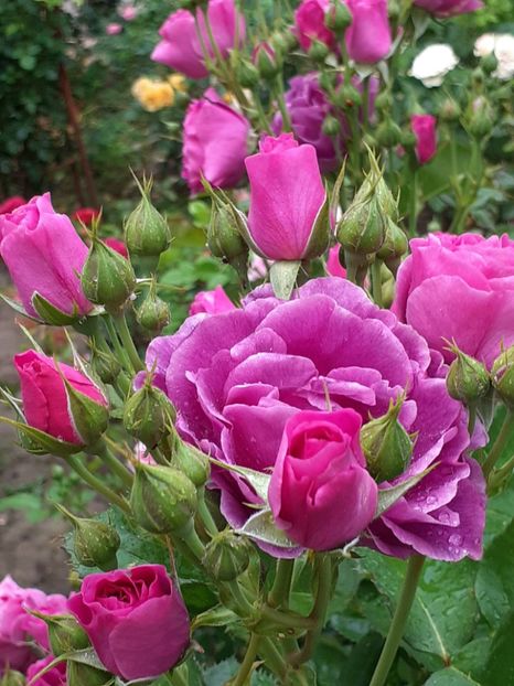  - Minerva 2021 - 2022