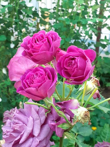  - Minerva 2021 - 2022