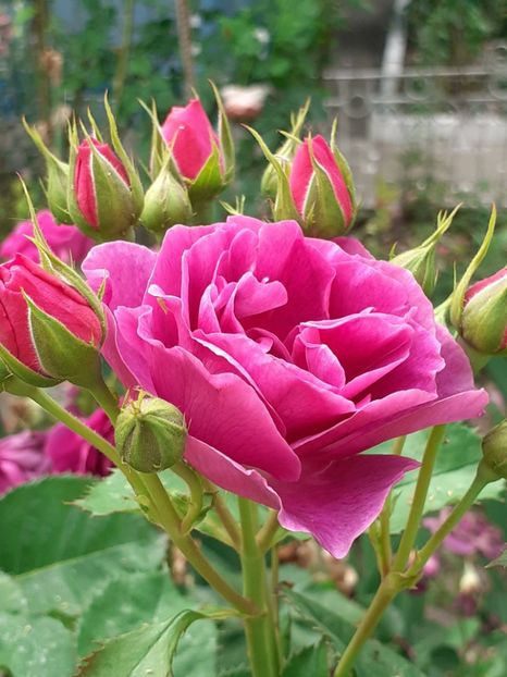  - Minerva 2021 - 2022