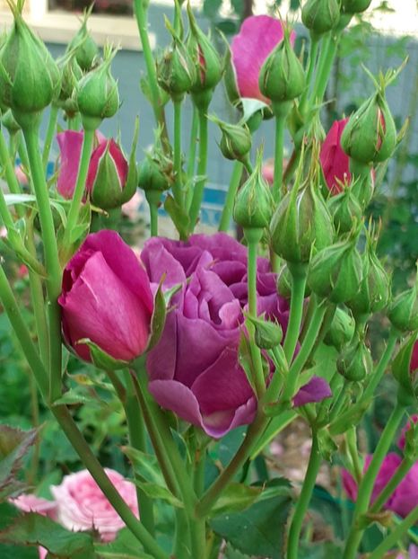  - Minerva 2021 - 2022