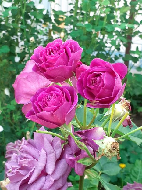  - Minerva 2021 - 2022