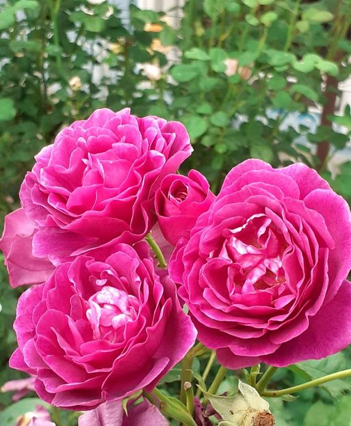  - Minerva 2021 - 2022