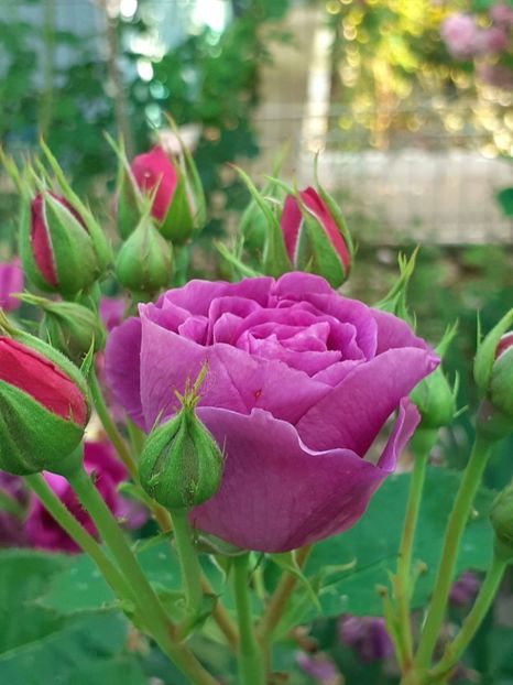  - Minerva 2021 - 2022