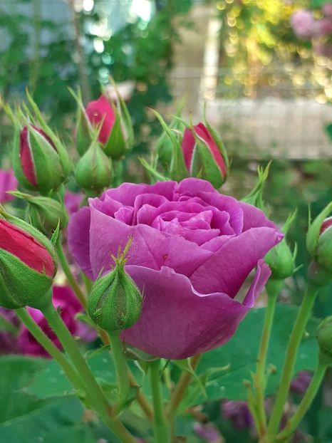  - Minerva 2021 - 2022