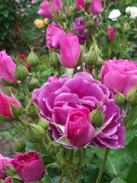  - Minerva 2021 - 2022