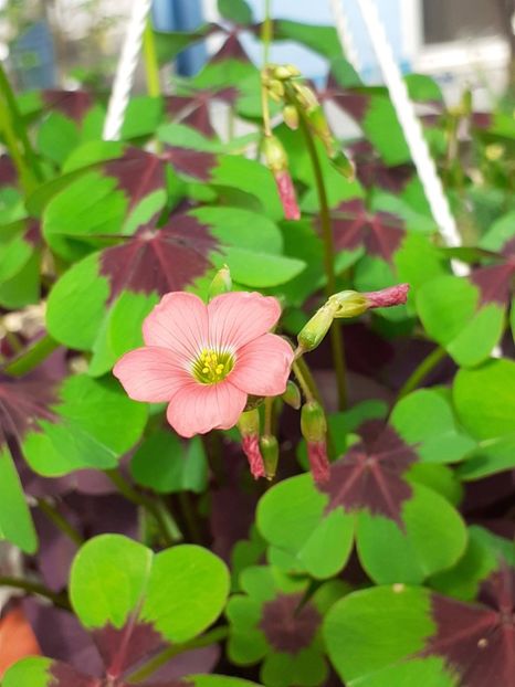 20220606_100610(0) - IUNIE 2022