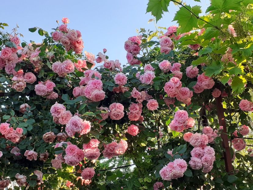  - Heillige Elisabeth 2022