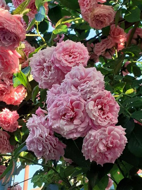  - Heillige Elisabeth 2022