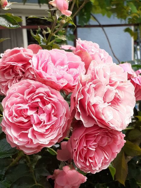  - Pink Leonardo 2021 - 2022 - 2023