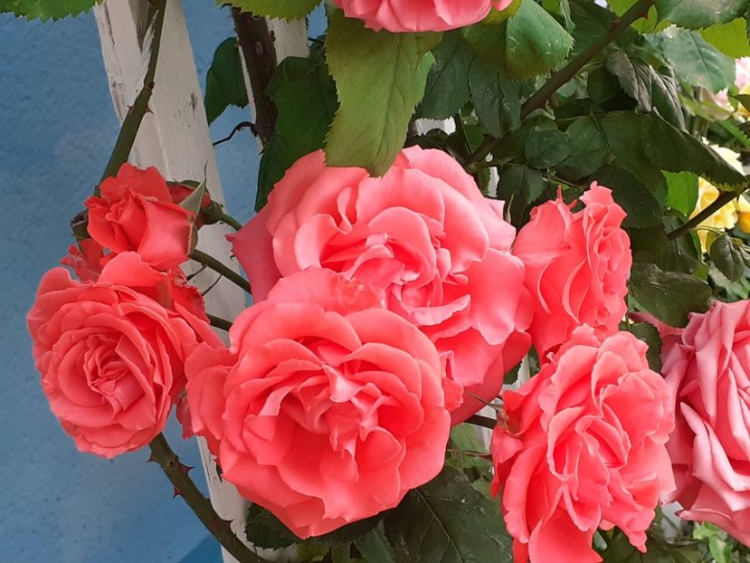  - Dee Dee Bridgewater 2021 - 2022 -2023