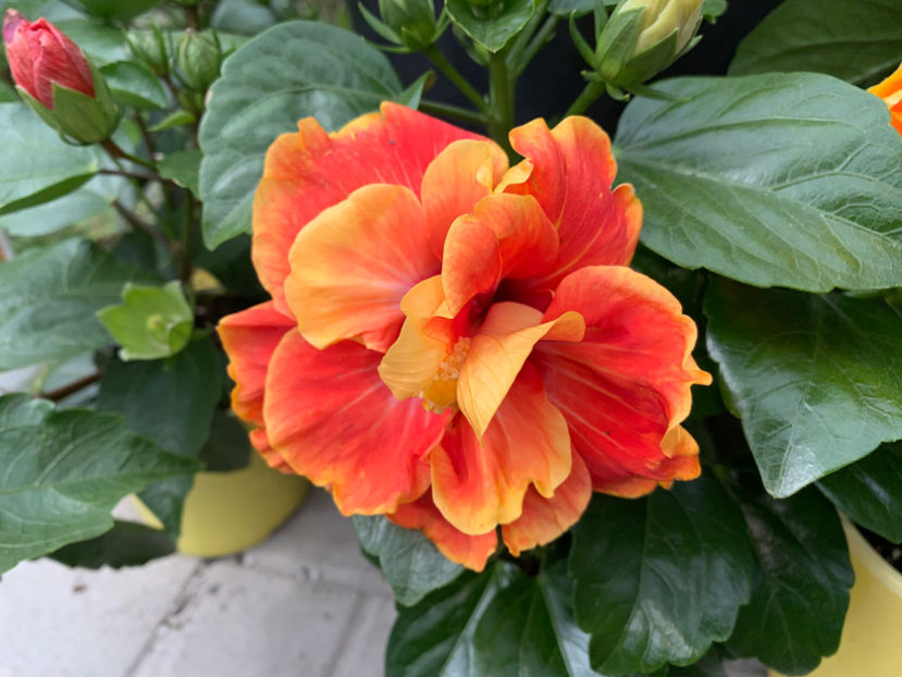  - Jurnalul gradinii 2022