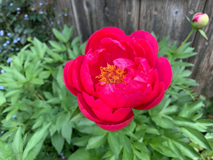  - Jurnalul gradinii 2022