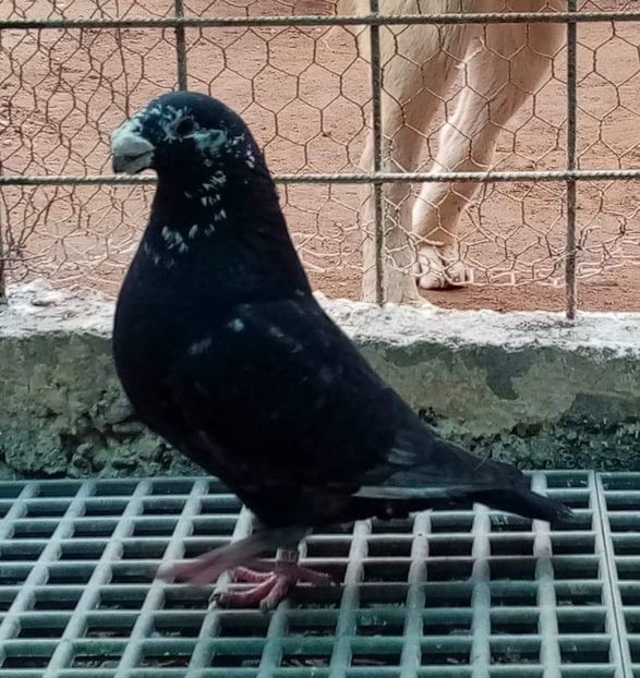  - American show Racer