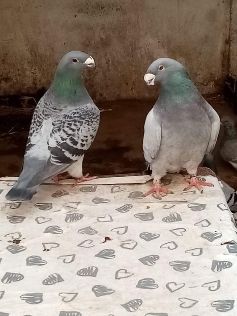 received_584400213107520 - American show Racer