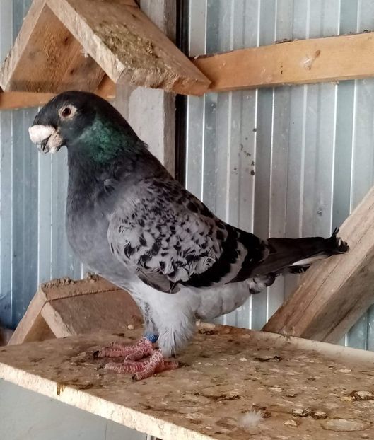 received_681314382962585 - American show Racer