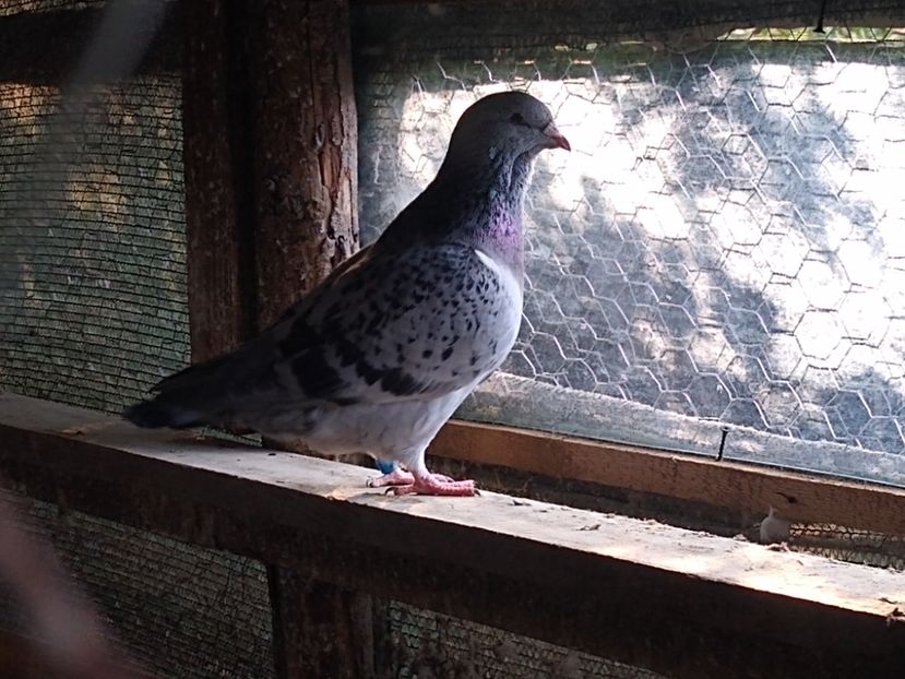 F 2021 - Porumbei standard