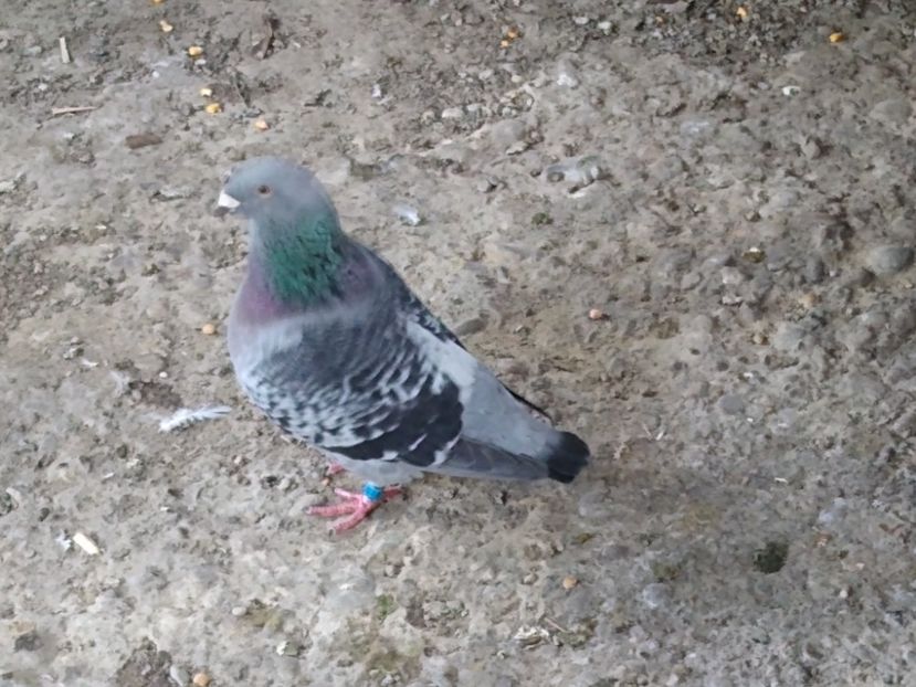 M 2021 - Porumbei standard