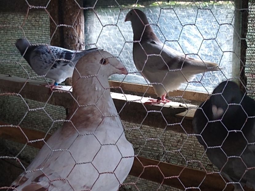 Pui aprilie ,mai 2022 - Porumbei standard