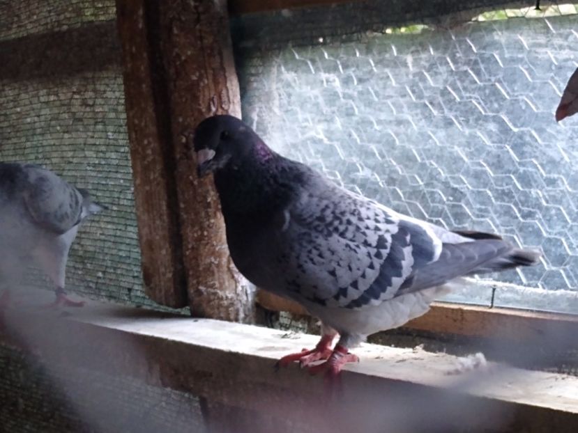 F 2021 - Porumbei standard