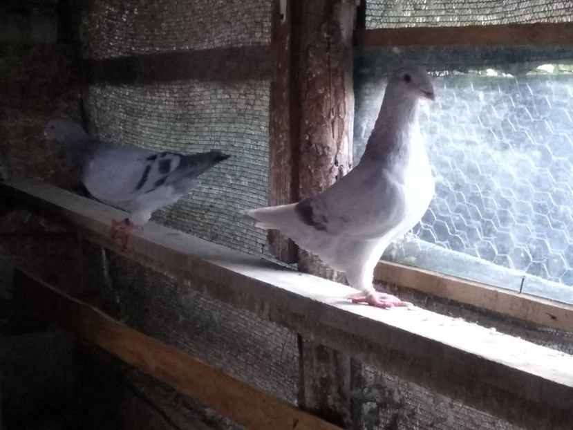 Pui aprilie 2022 - Porumbei standard