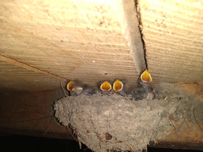 Cuib Nr 2 puișori rândunică săptămâna 30.05-05.06.2022 - Diverse