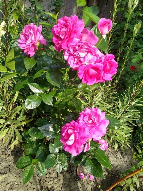 Trandafir de Damasc parfumat pt dulceață - Gradina