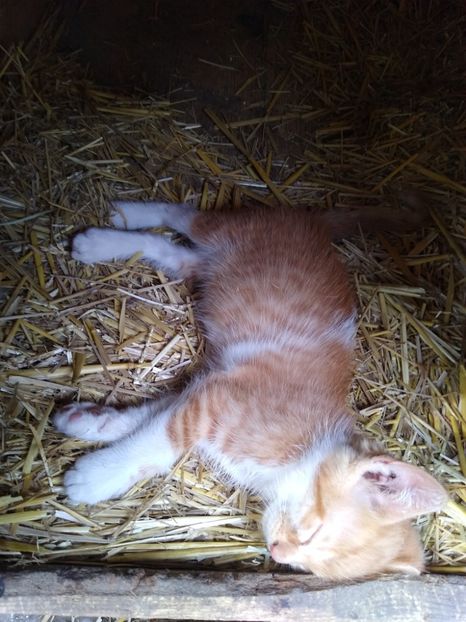 Caramel ... Aproape 2 luni de viață ... - Diverse