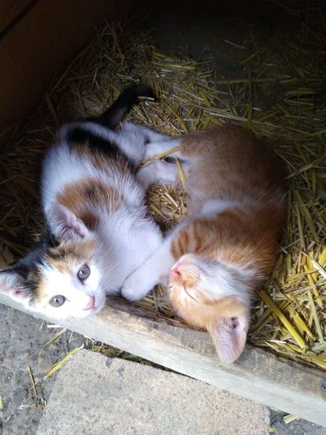 Firfirica și caramel ... surioară și frățior - Diverse