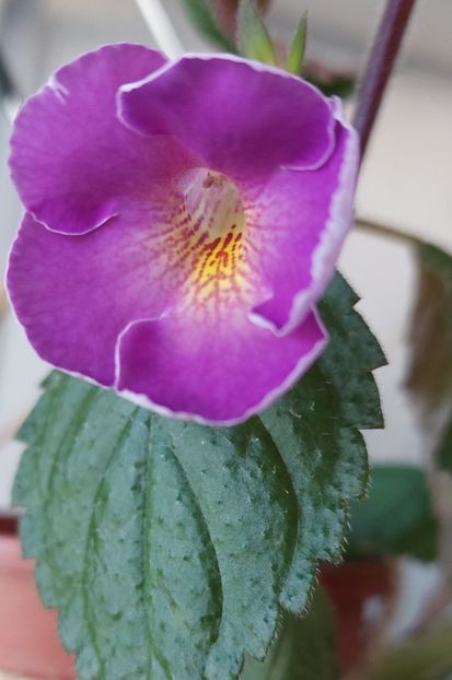 Brid's Gabriela - AAA Achimenes 2022