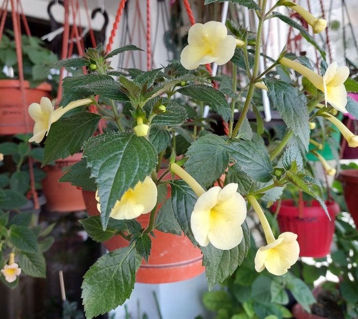HIMALAYAN SUNRISE - AAA Achimenes 2022