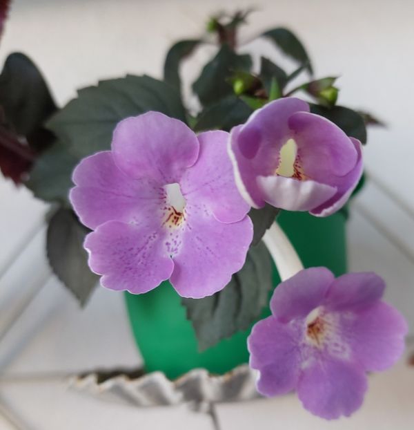 TEXAS SPOTED LEOPARD - AAA Achimenes 2022
