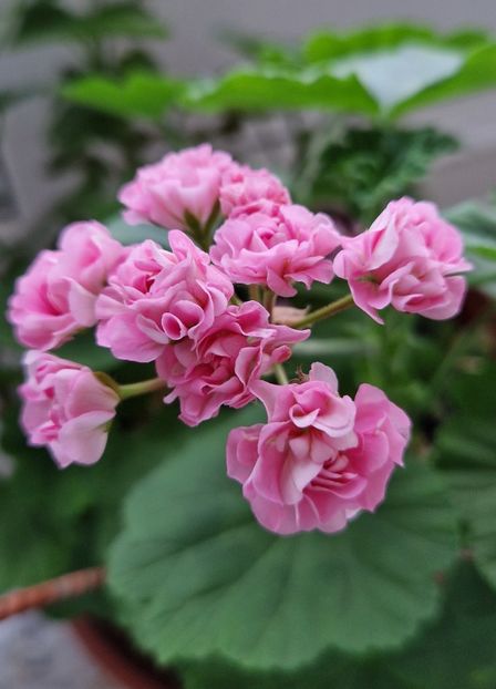 Australian Pink Rosebud - Muscate 2013 2022