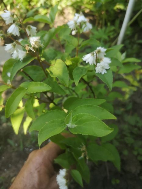  - arbori ornamentali 2022