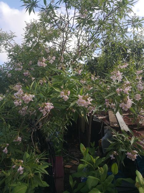  - arbori ornamentali 2022